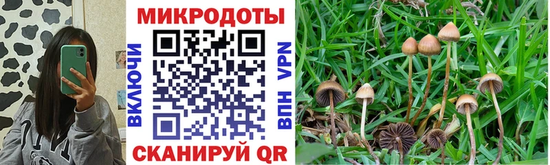 mega   Энем  shop клад  Псилоцибиновые грибы GOLDEN TEACHER 