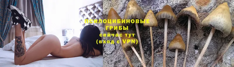 Галлюциногенные грибы Psilocybe  Энем 